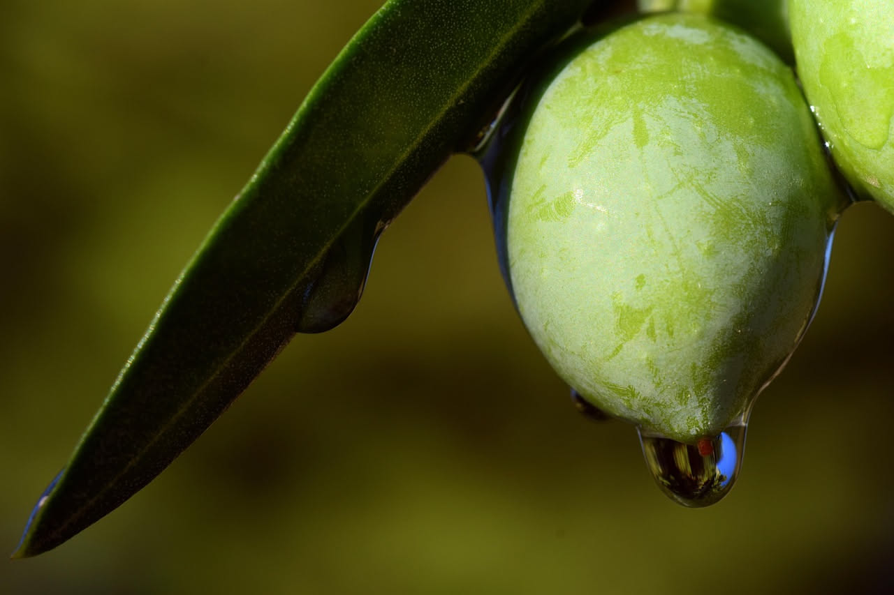Olio extravergine: cosa significa davvero spremitura a freddo
